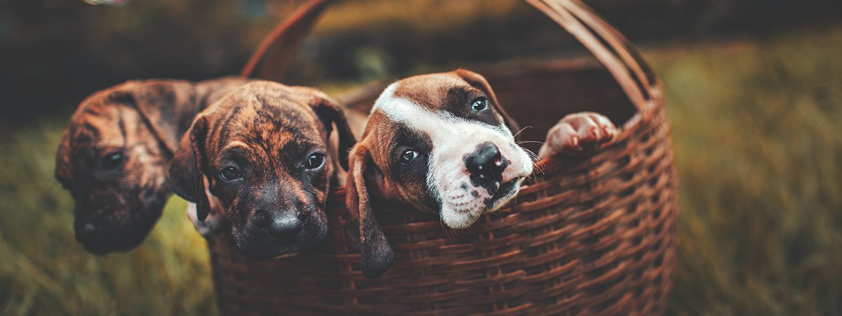 brown dog