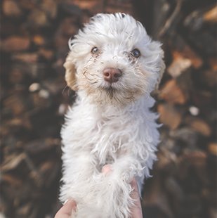 white dog