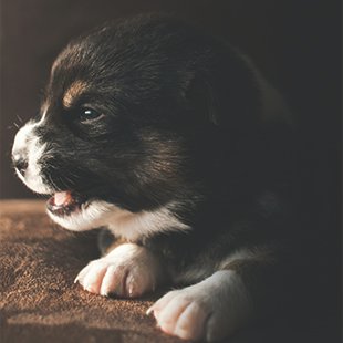 cute dog