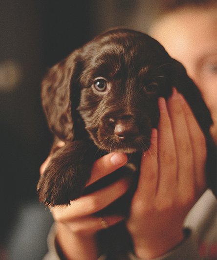 amazing dog